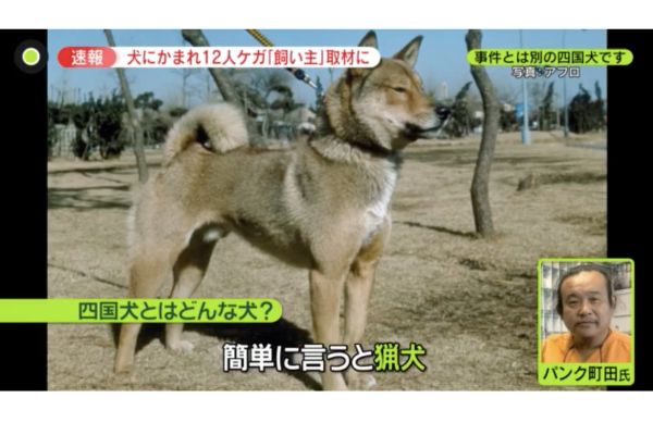 四国犬は天然記念物の日本犬で狩猟犬